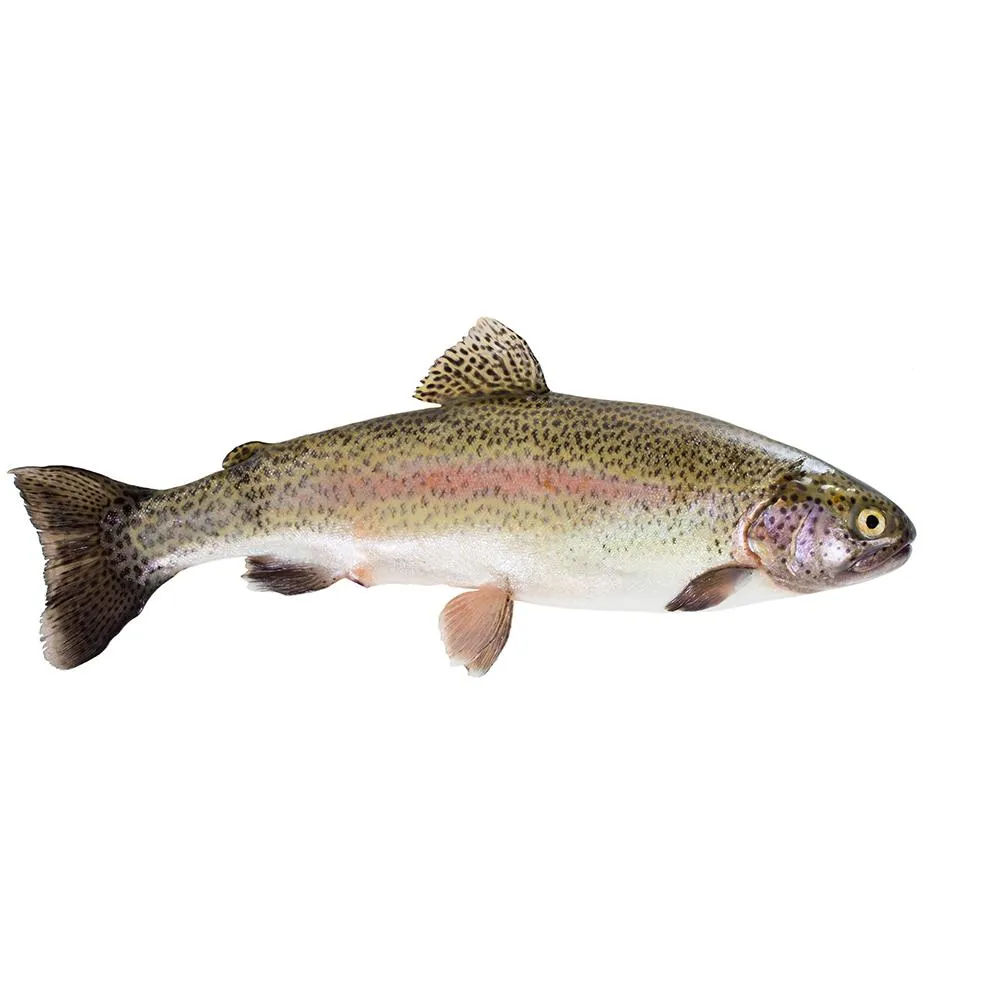 Frozen Trout
