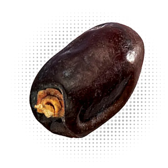 Mazafati Date Toucan